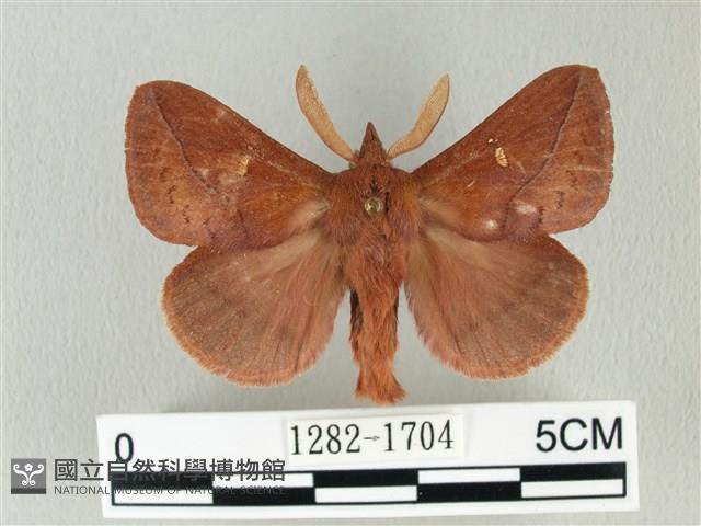 棕斜帶枯葉蛾藏品圖，第1張
