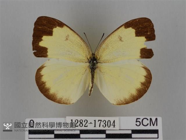 亮色黃蝶藏品圖，第1張