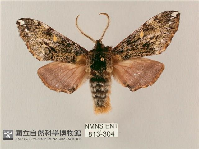 井上氏絨毛天蛾藏品圖，第1張