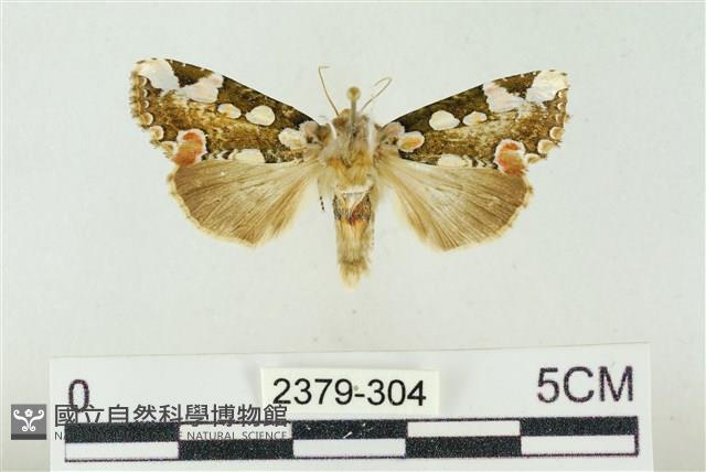 連珠波紋蛾藏品圖，第1張