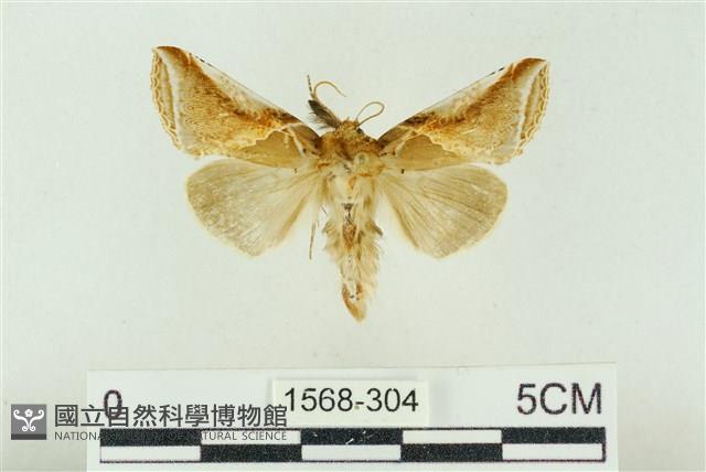 印華波紋蛾藏品圖，第1張