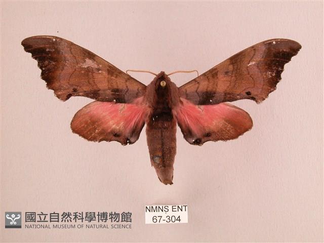 桃紅六點天蛾藏品圖，第1張