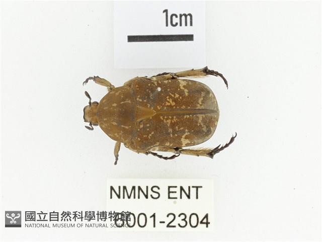 銅點花金龜藏品圖，第1張