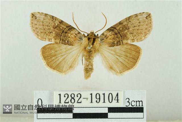 藹環波紋蛾藏品圖，第1張