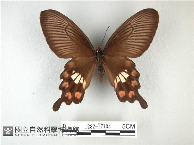 紅珠鳳蝶藏品圖，第1張