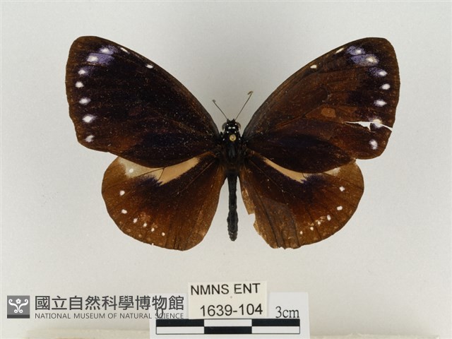 小紫斑蝶藏品圖，第1張