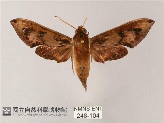 雙斑白肩天蛾藏品圖，第1張