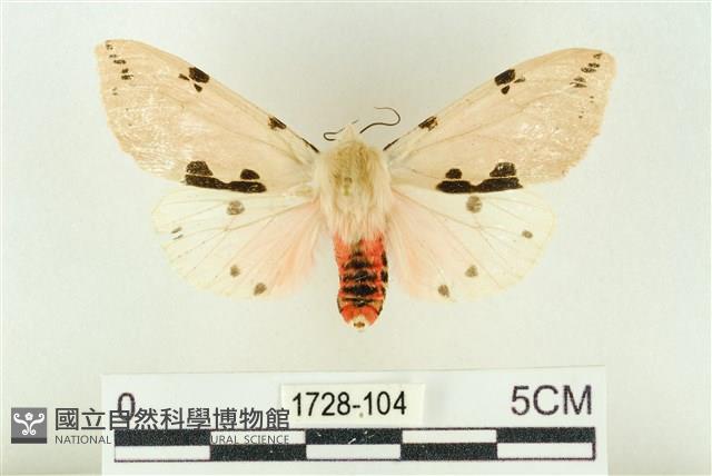 棍棒污燈蛾藏品圖，第1張