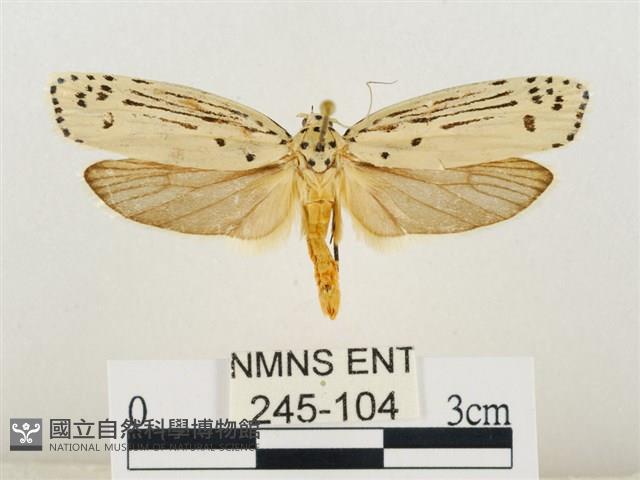 線紋篩蛾藏品圖，第1張