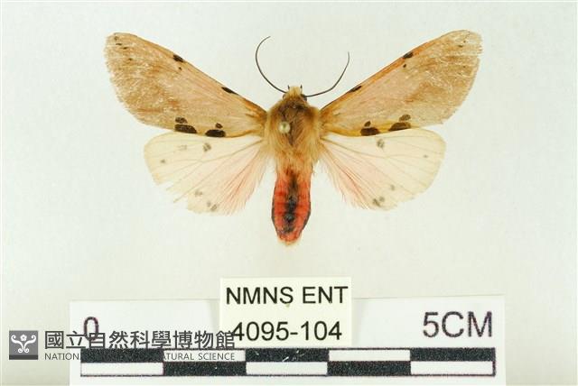 棍棒污燈蛾藏品圖，第1張