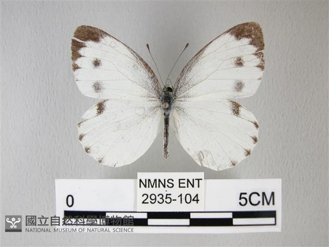 緣點白粉蝶藏品圖，第1張