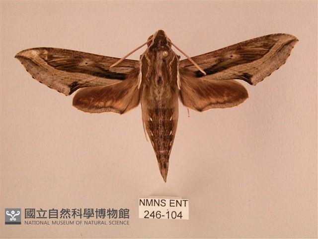 斜線天蛾藏品圖，第1張