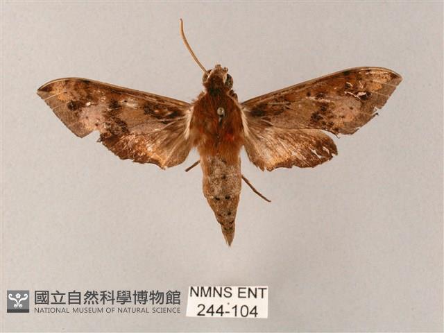 雙斑白肩天蛾藏品圖，第1張