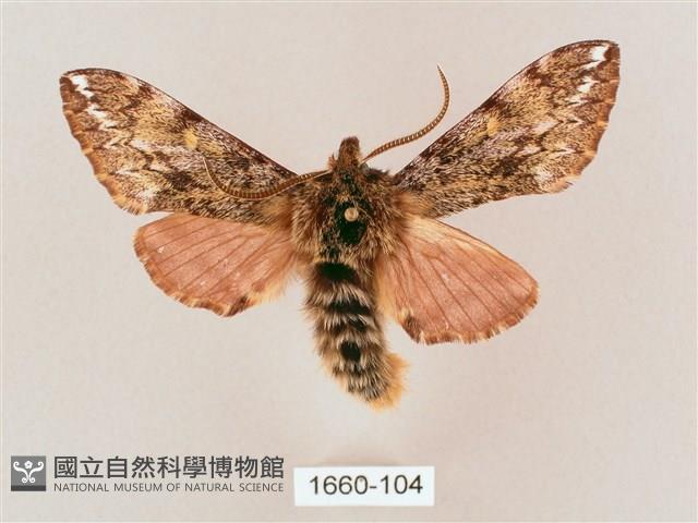 井上氏絨毛天蛾藏品圖，第1張