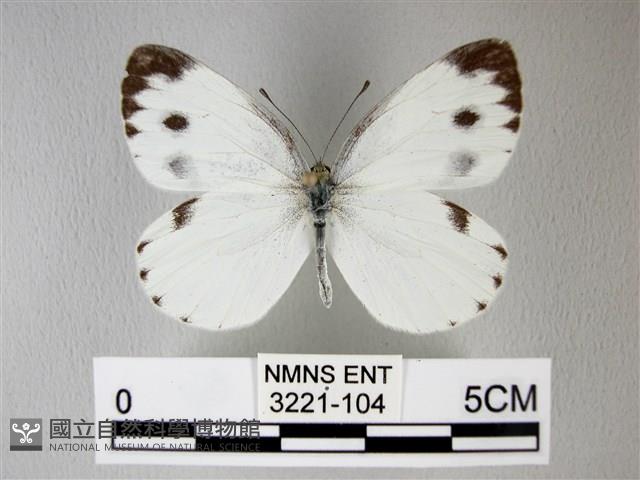 緣點白粉蝶藏品圖，第1張