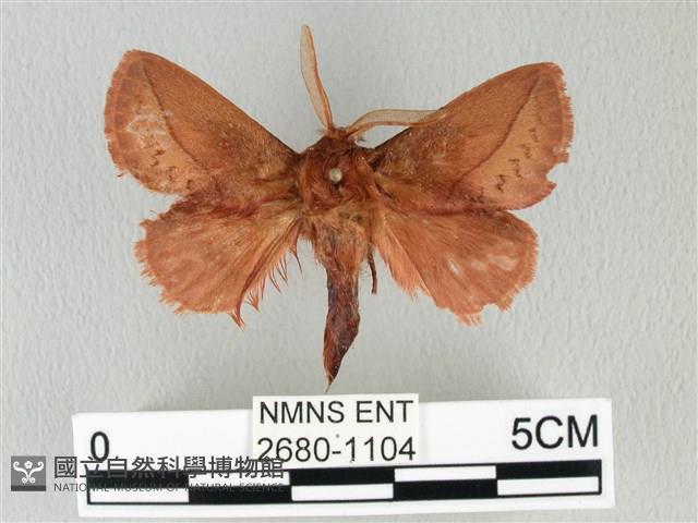 褐斜帶枯葉蛾藏品圖，第1張