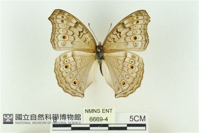 波紋眼蛺蝶藏品圖，第1張