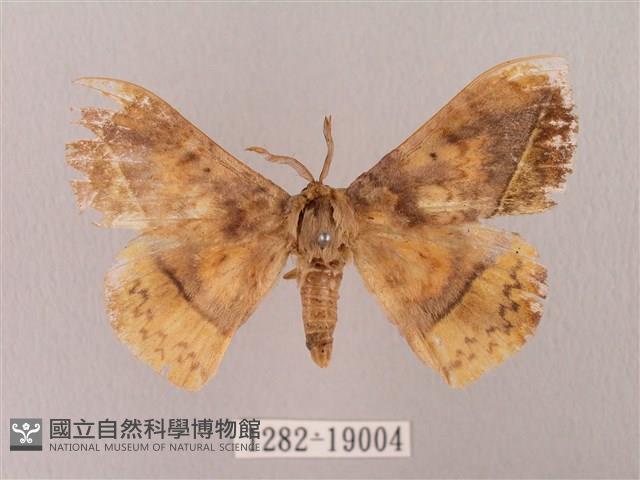 埔里帶蛾藏品圖，第1張