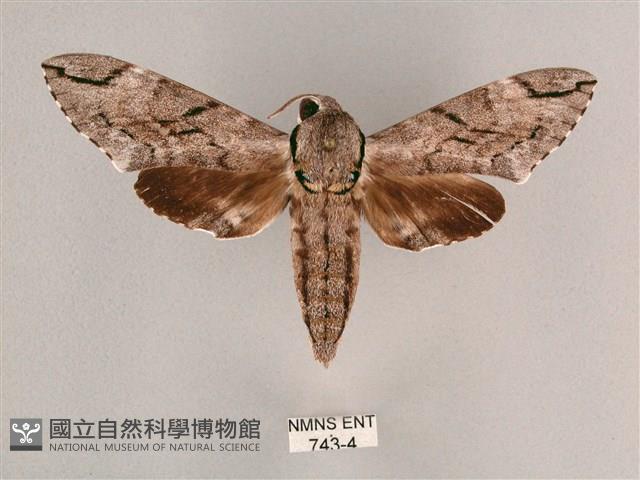 細斜紋霜天蛾藏品圖，第1張