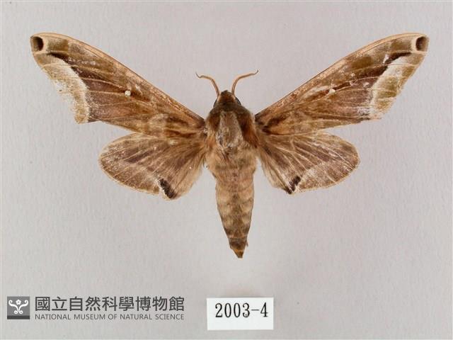 白點天蛾 藏品圖，第1張