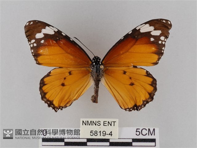 樺斑蝶藏品圖，第1張