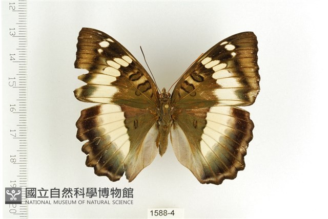 臺灣翠蛺蝶藏品圖，第1張