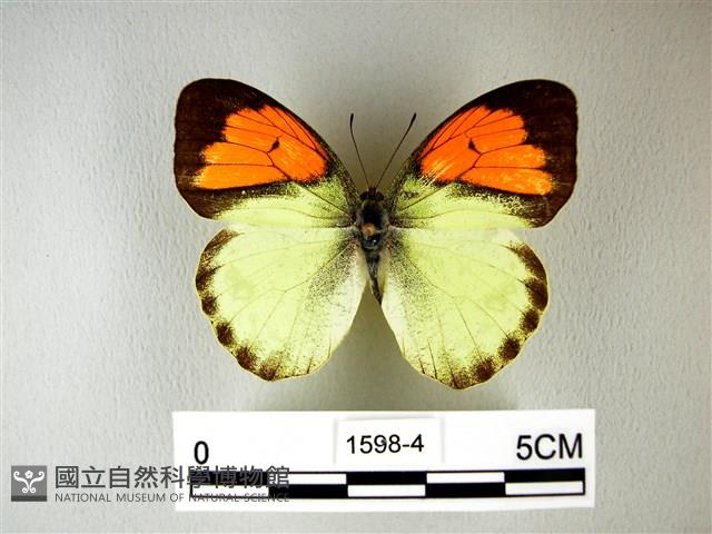 異粉蝶、雌白黃蝶藏品圖，第1張