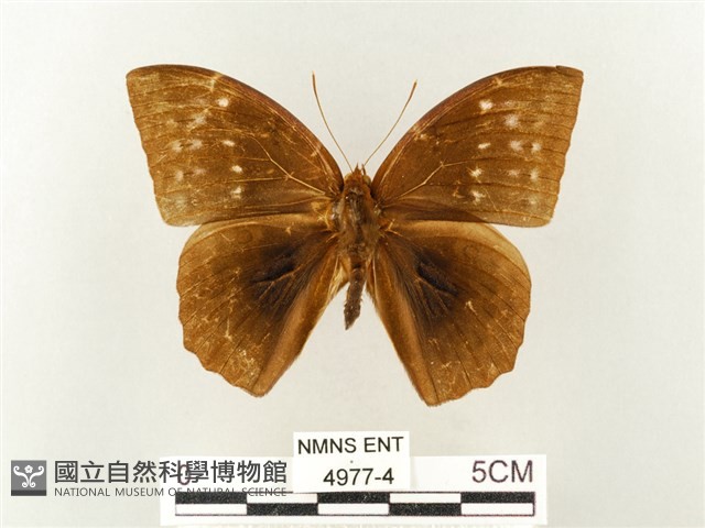 方環蝶藏品圖，第1張