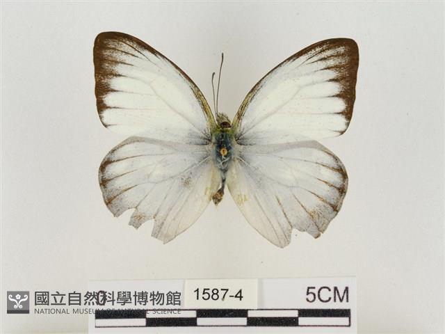 淡褐脈粉蝶藏品圖，第1張