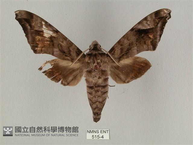 全緣缺角天蛾藏品圖，第1張