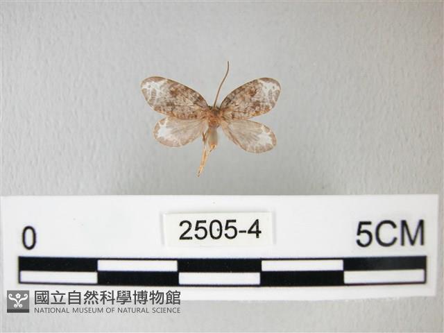 臺灣卵翅蛾藏品圖，第1張