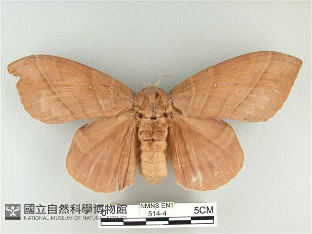 松大毛蟲藏品圖，第1張