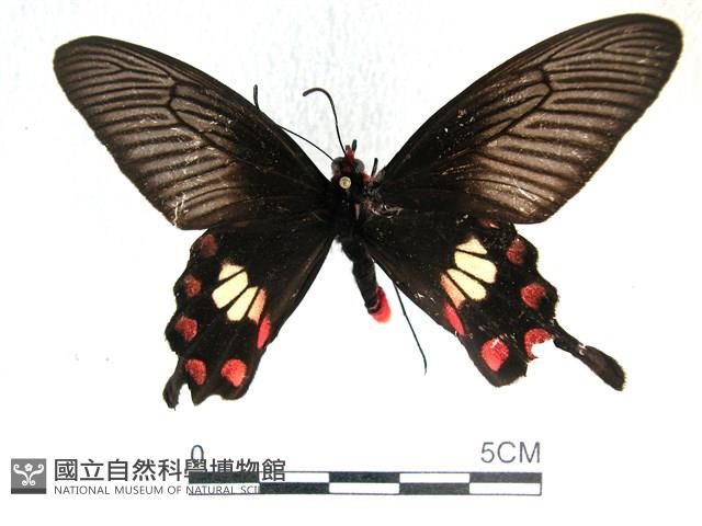 紅珠鳳蝶藏品圖，第1張