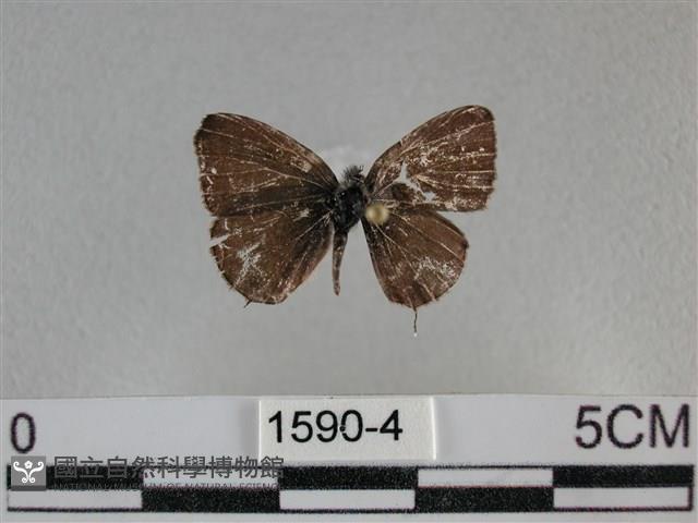 波灰蝶藏品圖，第1張