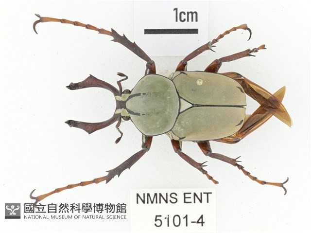 臺灣角金龜藏品圖，第1張