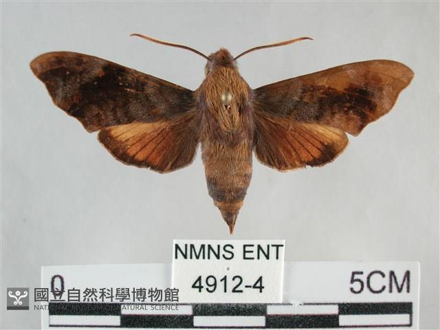 臺灣斜帶天蛾藏品圖，第1張