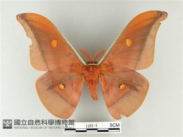 紅目天蠶蛾藏品圖，第1張