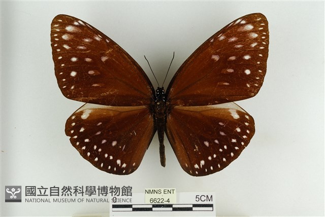 大紫斑蝶藏品圖，第1張