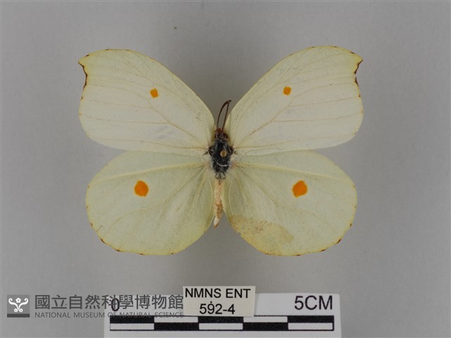 圓翅鉤粉蝶藏品圖，第1張