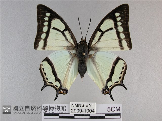 小雙尾蛺蝶藏品圖，第1張