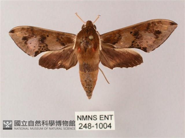 雙斑白肩天蛾藏品圖，第1張