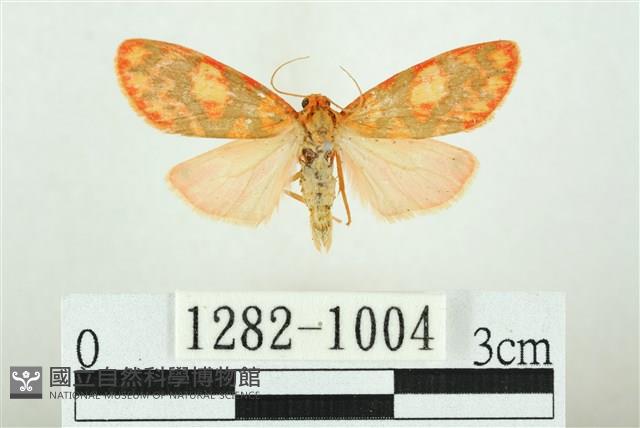 三色豔苔蛾藏品圖，第1張