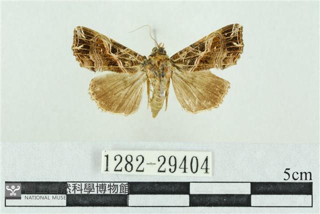 粉紅帶散紋夜蛾藏品圖，第1張