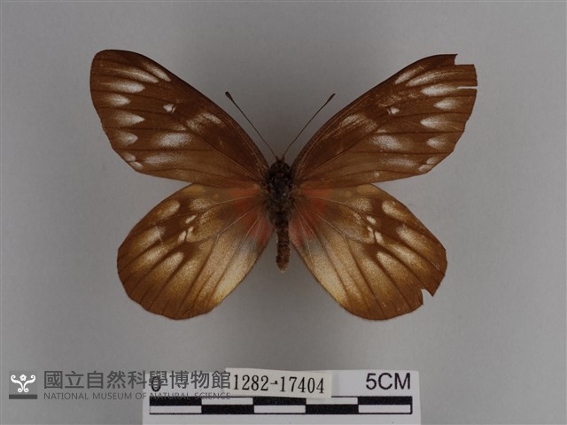 豔粉蝶藏品圖，第1張