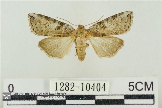 帶波紋蛾藏品圖，第1張