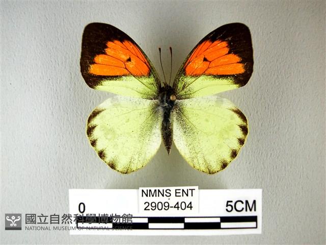 異粉蝶、雌白黃蝶藏品圖，第1張