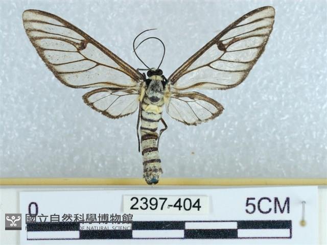 登錄號:002397-00404藏品圖，第1張