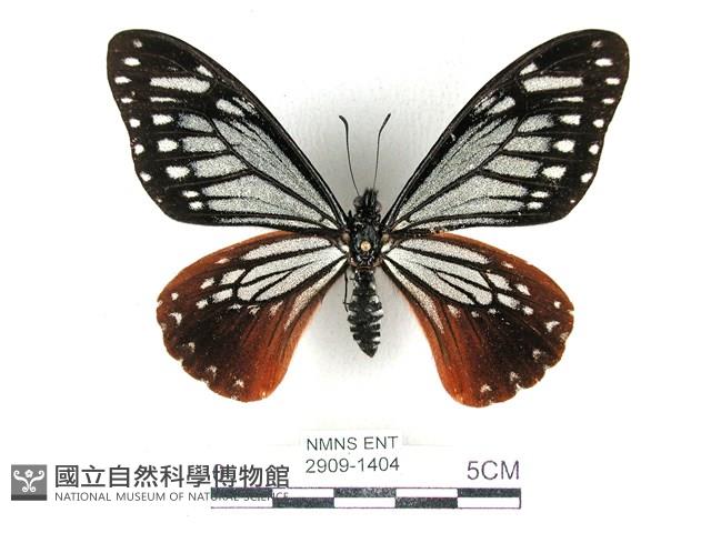 斑鳳蝶藏品圖，第1張