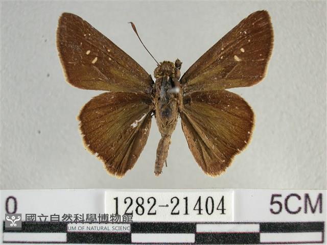 尖翅褐弄蝶藏品圖，第1張