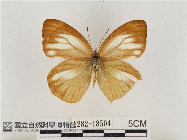 淡褐脈粉蝶藏品圖，第1張